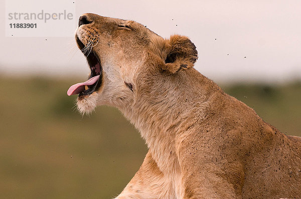 Gähnende Löwin (Panthera leo)  Masai Mara National Reserve  Kenia