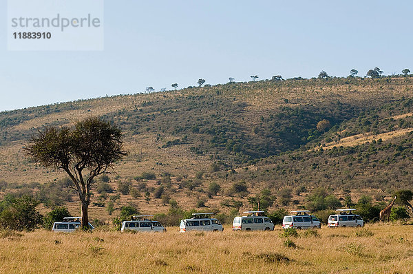 Touristen auf Safari  Giraffen beobachten  Masai Mara National Reserve  Kenia