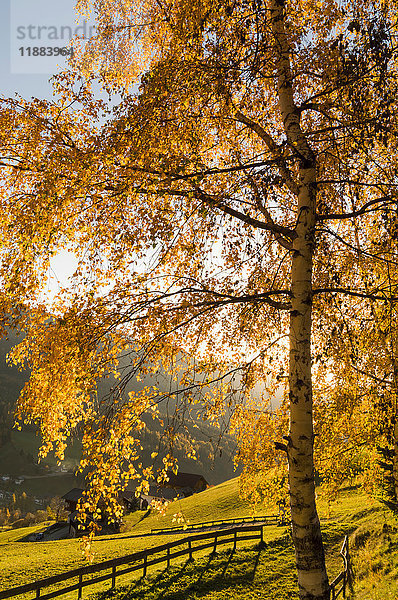 Herbstblätter am Baum  Funeser Tal  Dolomiten  Südtirol  Italien  Europa