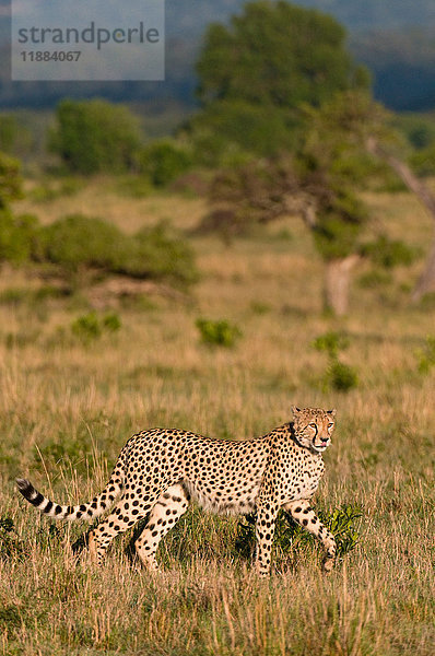 Gepard (Acinonyx jubatus)  Masai Mara National Reserve  Kenia