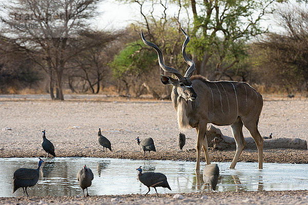 Ein männlicher Großer Kudu (Tragelaphus strepsiceros) und ein behelmter Perlhuhn (Numida meleagris)  an einer Wasserstelle  Kalahari  Botswana  Afrika