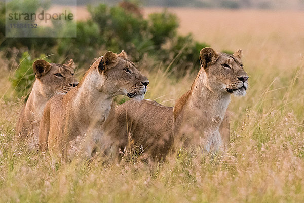 Drei Löwinnen (Panthera leo) halten Ausschau nach einer Beute  Masai Mara  Kenia  Afrika