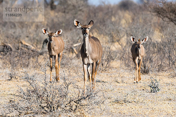 Großer Kudu (Tragelaphus strepsiceros)  Kalahari  Botswana  Afrika