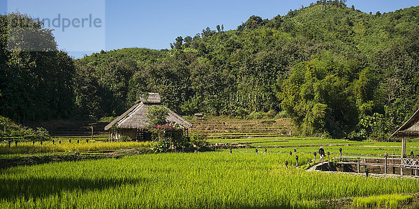 Kamu Lodge und Reisfelder  Dorf Kamu; Provinz Luang Prabang  Laos'.