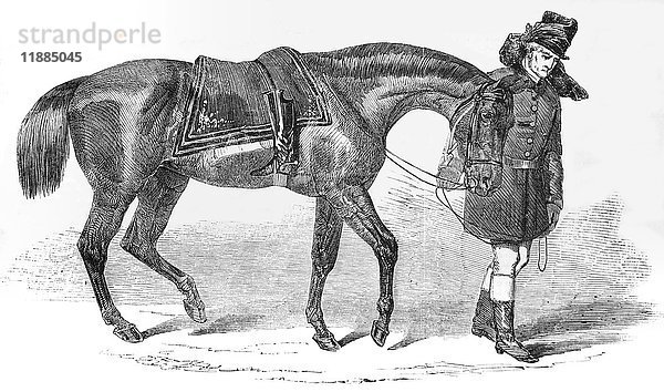 Radierung der Illustrated London News von 1853. Das Pferd des Herzogs von Wellington wird von der Polizei weggeführt.