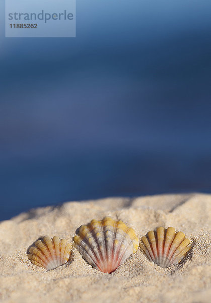 Ein Satz von drei seltenen hawaiianischen Sunrise Muscheln  auch bekannt als 'Pecten Langfordi'  im Sand am Strand; Honolulu  Oahu  Hawaii  Vereinigte Staaten von Amerika'.