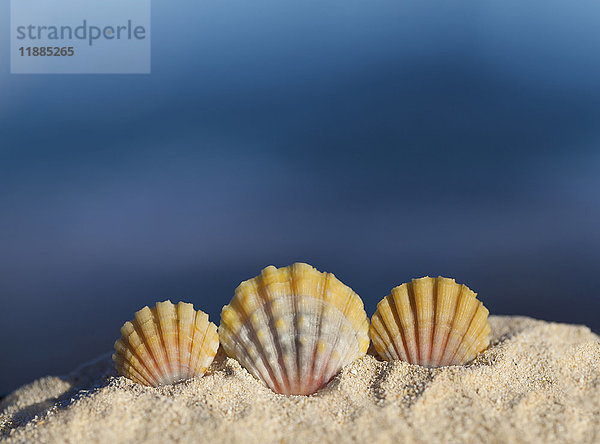 Ein Satz von drei seltenen hawaiianischen Sunrise Muscheln  auch bekannt als 'Pecten Langfordi'  im Sand am Strand; Honolulu  Oahu  Hawaii  Vereinigte Staaten von Amerika'.