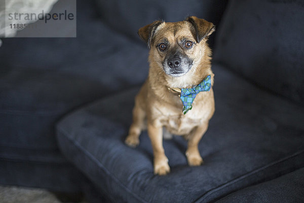 Hochwinkelporträt des Hundes auf blauem Sofa zu Hause