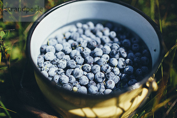 Hochwinkelansicht von frischen Heidelbeeren in der Schale auf dem Feld