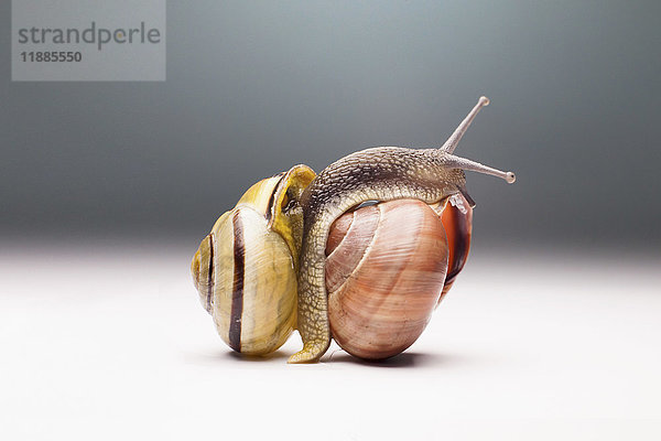 Nahaufnahme von Schnecken vor grauem Hintergrund