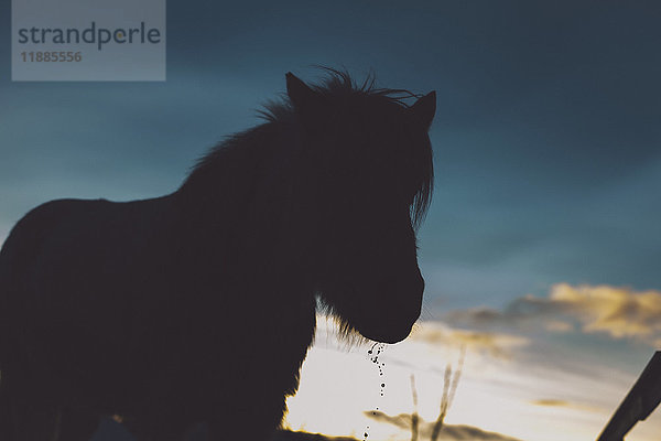 Silhouette Pferd gegen den Himmel in der Dämmerung