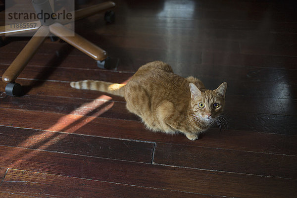Hochwinkel-Porträt der Katze auf Hartholzboden zu Hause