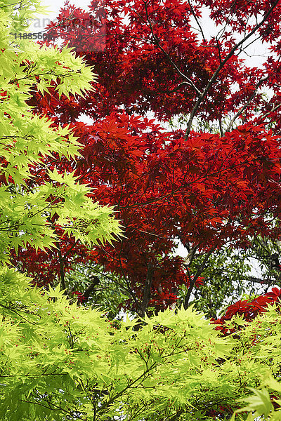 Flachwinkelansicht von Rot- und Grünahorn  Nara  Japan