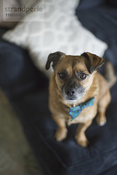 Hochwinkelporträt des Hundes auf dem Sofa zu Hause