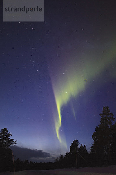 Tiefblick auf Aurora Borealis über Silhouettenbäume auf dem Feld bei Nacht  Kiruna  Schweden