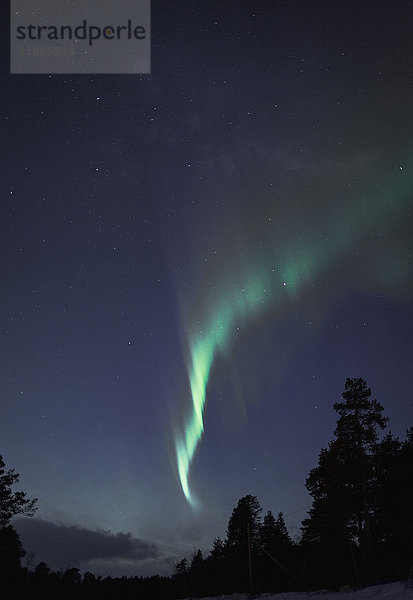 Tiefblick auf Aurora Borealis über Silhouettenbäume bei Nacht  Kiruna  Schweden