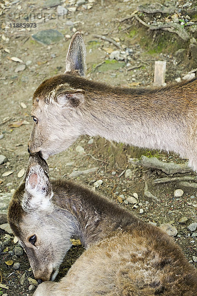 Hochwinkelansicht des Hirschbeißohres  Nara  Japan