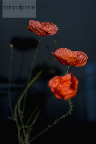 Rote Mohnblumen blühen in der Dämmerung gegen die Wand.