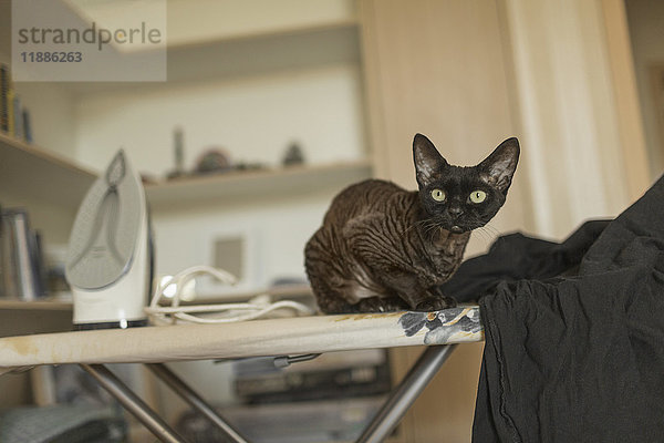 Porträt einer Katze  die zu Hause auf einem Eisenbrett sitzt.