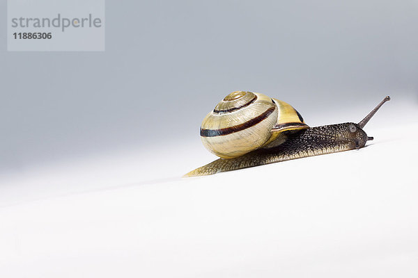 Nahaufnahme der Schnecke auf weißem Hintergrund