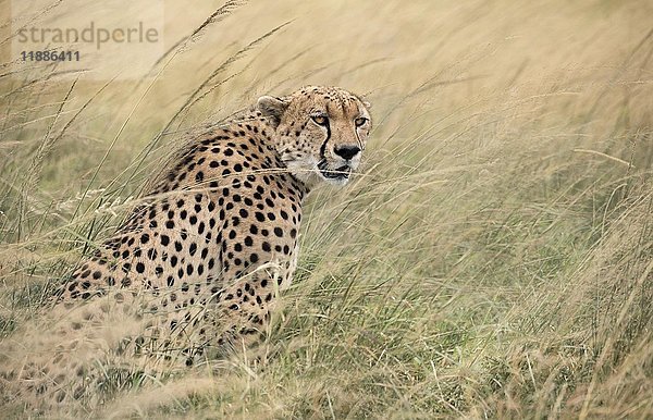 Gepard (Acinonyx jubatus) im hohen Gras sitzend  Maasai Mara National Reserve  Narok County  Kenia  Afrika