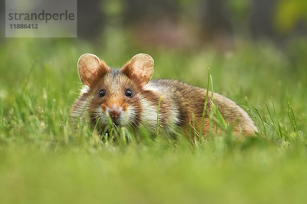 Europäischer Hamster (Cricetus cricetus) auf einer Wiese sitzend  Österreich  Europa
