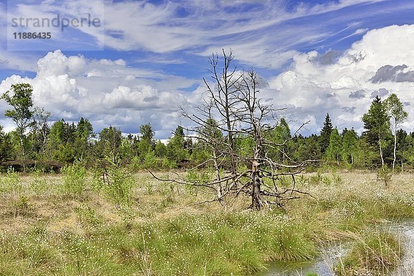 Hasenschwanz-Wollgras (Eriophorum vaginatum) in einem feuchten Moorgebiet mit abgestorbenen Kiefern (Pinus rotunda)  Nicklheim  Bayern  Deutschland  Europa