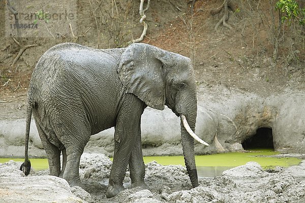 Afrikanischer Buschelefant (Loxodonta africana) an einer Wasserquelle  South Luangwa National Park  Sambia  Afrika
