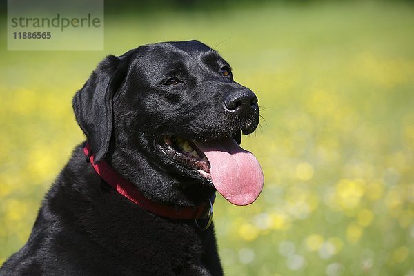 Schwarzer Labrador Retriever (Canis lupus familiaris)  männlich  Portrait  Schleswig-Holstein  Deutschland  Europa