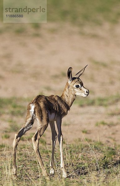Springbock (Antidorcas marsupialis)  neugeborenes Lamm  nur ein paar Stunden alt  Kalahari-Wüste  Kgalagadi Transfrontier Park  Südafrika  Afrika