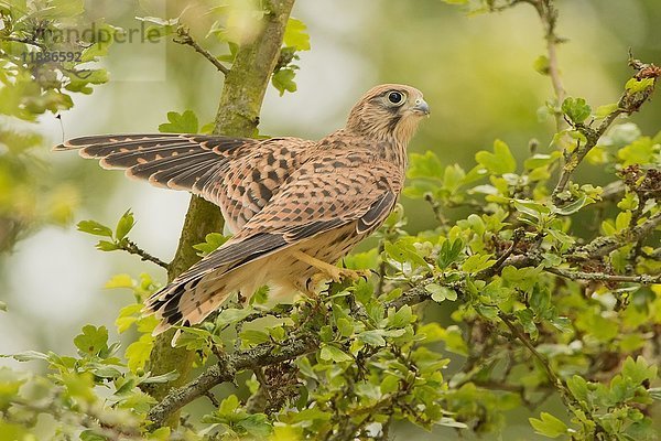 Junger Turmfalke (Falco tinnunculus) sitzend in Eiche (Quercus robur)  Hessen  Deutschland  Europa