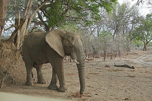 Afrikanischer Buschelefant (Loxodonta africana)  South Luangwa National Park  Sambia  Afrika