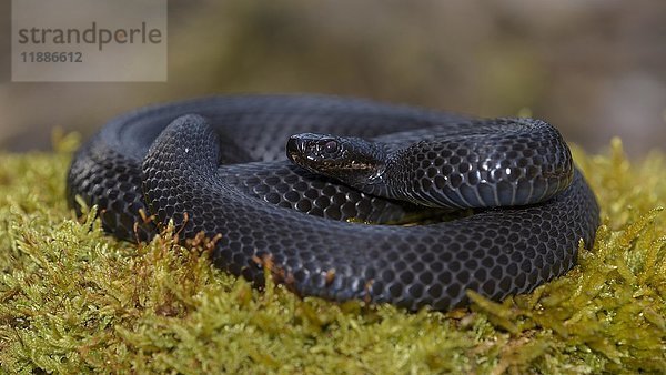 Kreuzotter (Vipera berus)  Kreuzotter  schwarze Morphe in Angriffsposition  Augsburg  Bayern  Deutschland  Europa