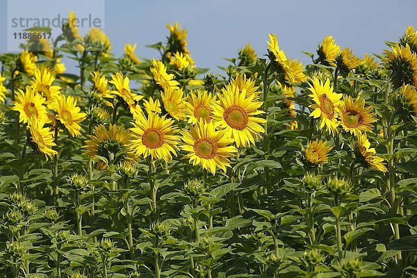 Blühende Sonnenblumen (Helianthus annuus)  Sonnenblumenfeld  Schleswig-Holstein  Deutschland  Europa