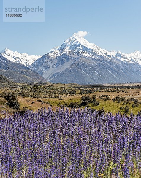 Blühende lila Blumen  Mount Cook  Snowy Mountains  Mount Cook National Park Südliche Alpen  Canterbury  Südinsel  Neuseeland  Ozeanien