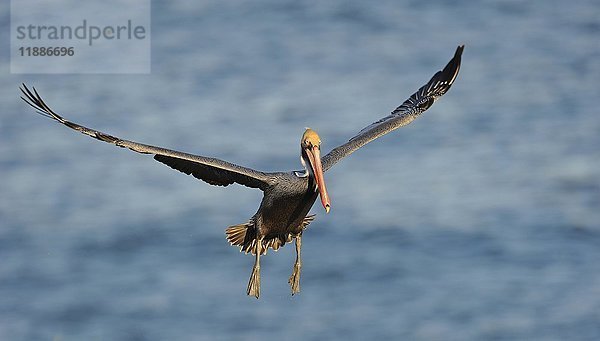 Brauner Pelikan (Pelecanus occidentalis) im Flug  Kalifornien  USA  Nordamerika