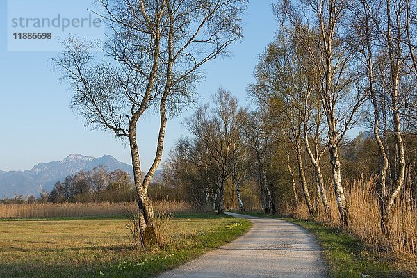 Rad- und Fußweg am Chiemsee  Chiemsee-Rundweg  Oberbayern  Bayern  Deutschland  Europa