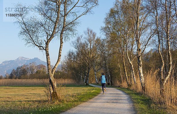 Jogger auf Chiemsee-Rundweg  Oberbayern  Bayern  Deutschland  Europa
