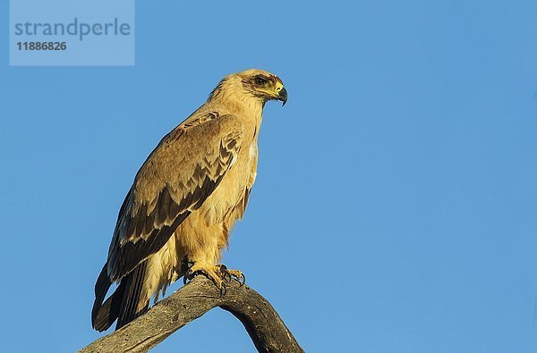 Weißkopfseeadler (Aquila rapax)  blasse Variante  auf einem Barsch sitzend  Kalahari-Wüste  Kgalagadi Transfrontier Park  Südafrika  Afrika