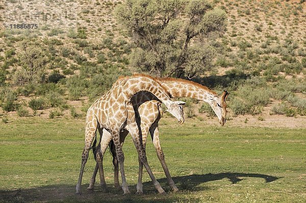 Zwei Südliche Giraffen (Giraffa giraffa)  kämpfende Männchen  Regenzeit mit grüner Umgebung  Kalahari-Wüste  Kgalagadi Transfrontier Park  Südafrika  Afrika