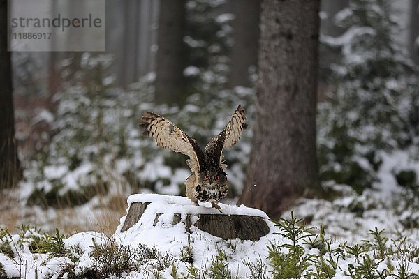 Uhu (Bubo bubo)  adult auf Baumstumpf im Winter  auffliegend  im Schnee  Zdarske Vrchy  Böhmisch-Mährisches Hochland  Tschechische Republik  Europa
