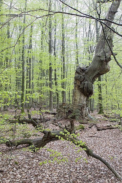 Alte Buche (Fagus) im Frühjahr  Urwald Sababurg  Hessen  Deutschland  Europa