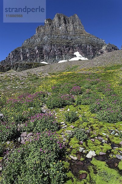 Blühende Wildblumen am Hidden Lake Trail  am hinteren Clements Mountain  Glacier National Park  Rocky Mountains  Montana  USA  Nordamerika