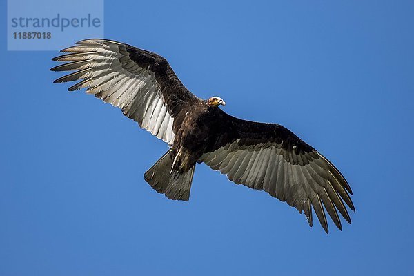 Kleiner Gelbkopfgeier (Cathartes burrovianus) im Flug  Pantanal  Mato Grosso do Sul  Brasilien  Südamerika