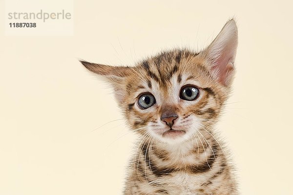 Toyger (Felis silvestris catus)  Alter 6 Wochen  Farbe braun  gestromt  Portrait