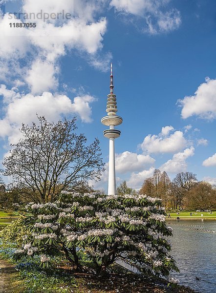 Parksee  Planten un Blomen  im Hintergrund der Hamburger Fernsehturm  Heinrich-Hertz-Turm  Tele-Michel  Telemichel  Hamburg  Deutschland  Europa