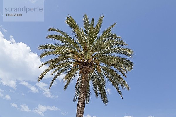 Palme an der Strandpromenade  Port de Sóller  Mallorca  Spanien  Europa