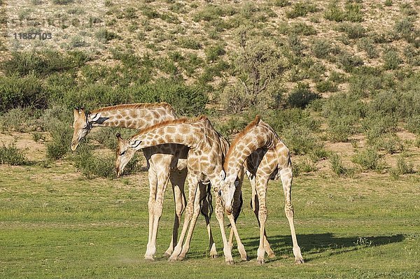 Drei Südliche Giraffen (Giraffa giraffa)  kämpfende Männchen  Regenzeit mit grüner Umgebung  Kalahari-Wüste  Kgalagadi Transfrontier Park  Südafrika  Afrika