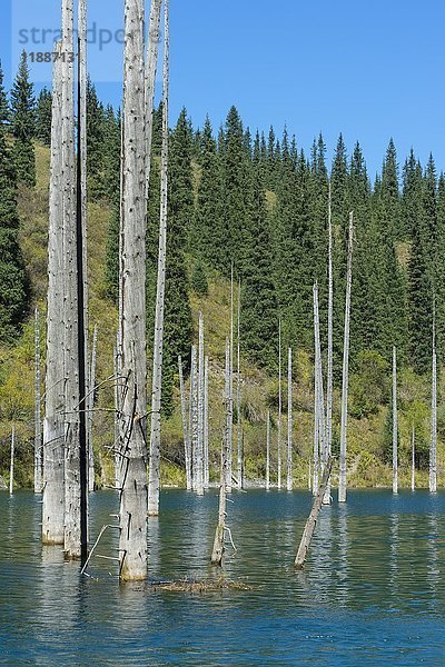 Abgestorbene Stämme von Picea schrenkiana  die aus dem Wasser ragen  im Kaindy-See oder Unterwasserwald  Tien-Shan-Gebirge  Kasachstan  Asien