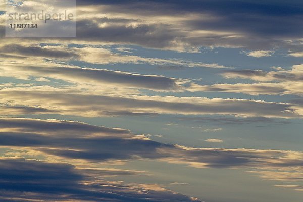 Stratokumuluswolken am Abend  Regenzeit  Kalahari-Wüste  Kgalagadi Transfrontier Park  Südafrika  Afrika